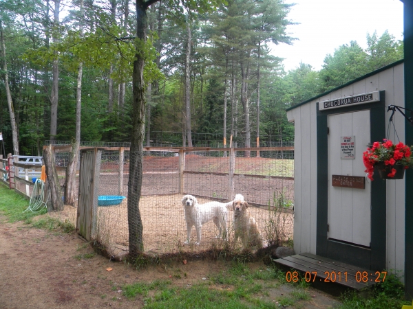 Dog Boarding In Ossipee Nh Dog Boarding In Ossipee Nh