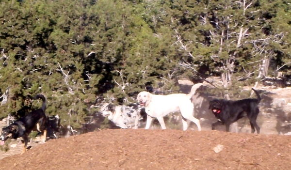 Dog Boarding Wimberley Texas Dog Boarding Wimberley Texas