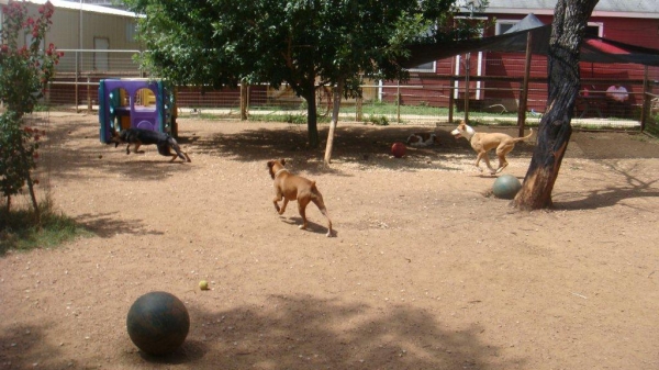 Dog Boarding Wimberley Texas Dog Boarding Wimberley Texas