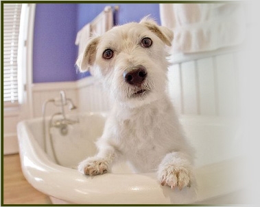 Pampered Pet Hotel &amp; Spa in Woodland Hills, California (CA)