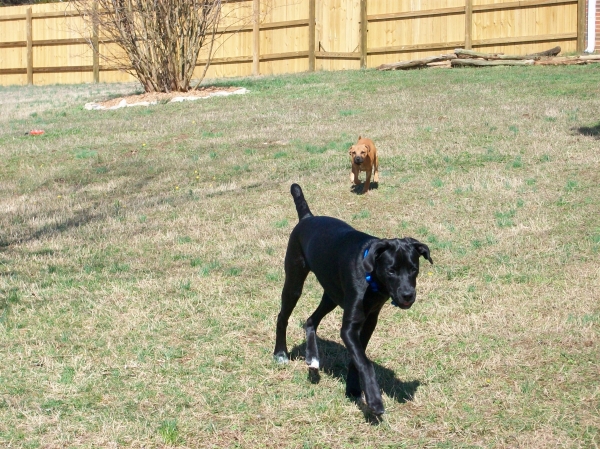 Waynesboro Dog Boarding Waynesboro Dog Boarding