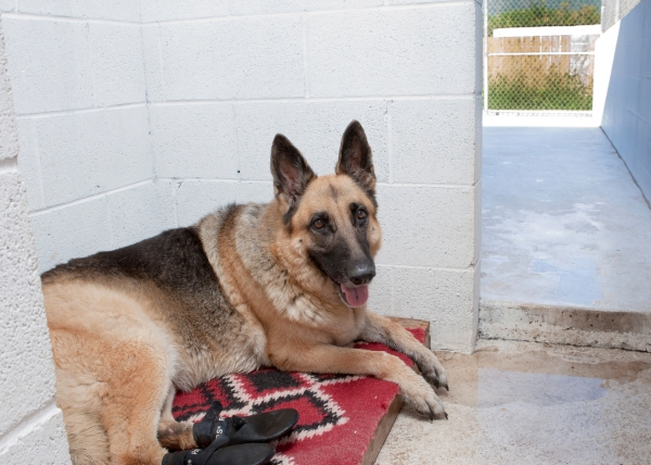 Waimanalo Dog Boarding Waimanalo Dog Boarding