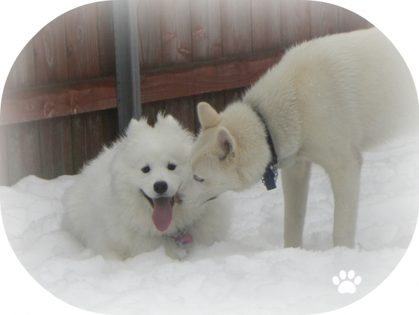 Best Dog Boarding Illinois Best Dog Boarding Illinois