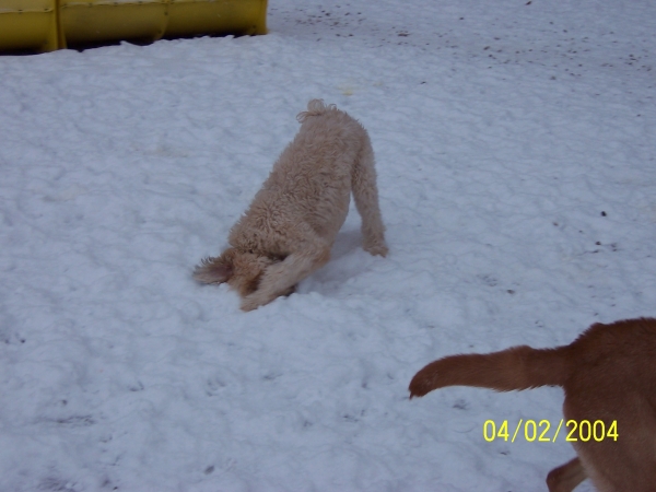 West Illinois Dog Boarding West Illinois Dog Boarding