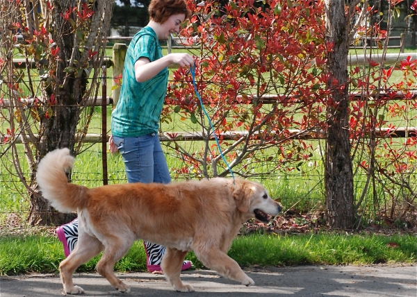 Dog Grooming Monroe Washington Dog Grooming Monroe Washington