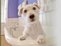 Pampered Pet Hotel Woodland Hills Pampered Pet Hotel Woodland Hills